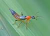 Paederus sp.